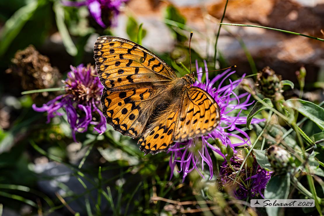 Argynnis aglaja:  Aglaia ; Dark green fritillary