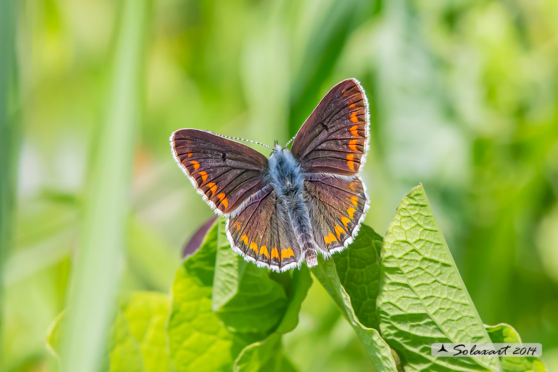 Aricia Agestis male