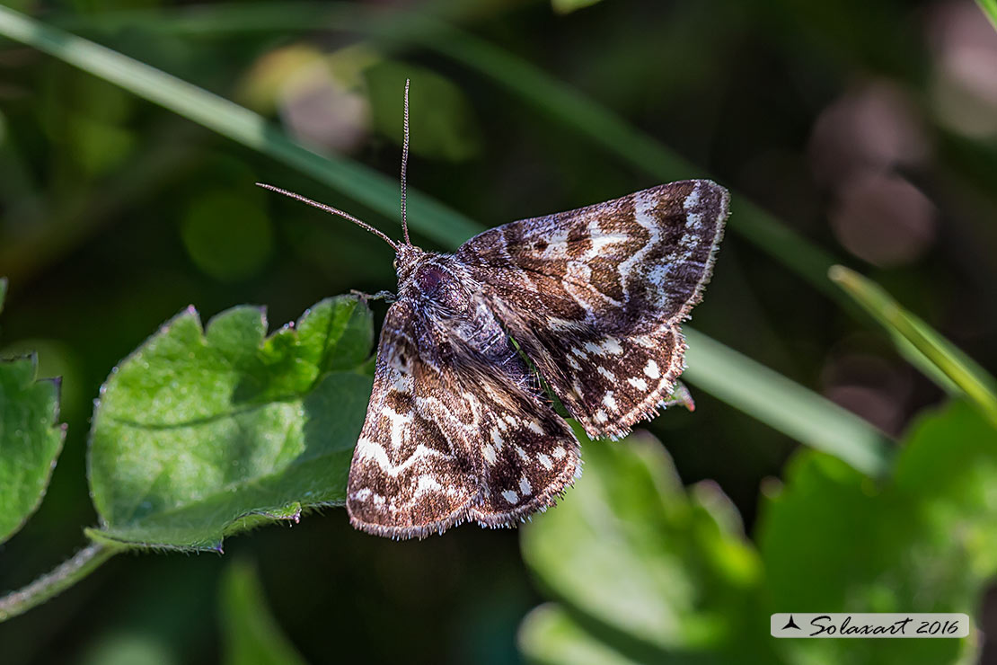 Callistege mi  -  Mother Shipton Moth 