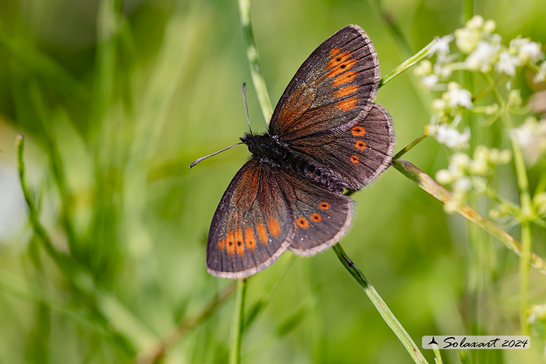 Erebia melampus - Lesser mountain ringlet