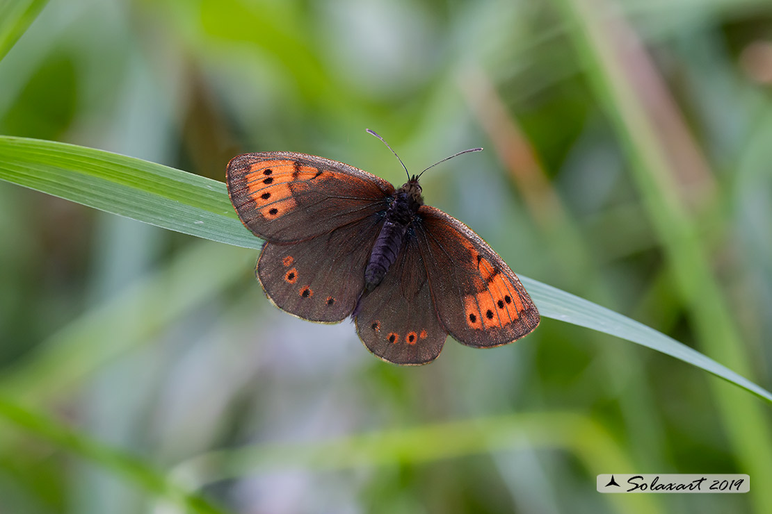 Erebia pandrose :  Dewy ringlet