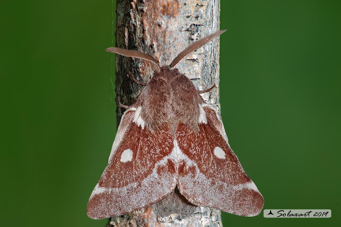 Eriogaster lanestris male