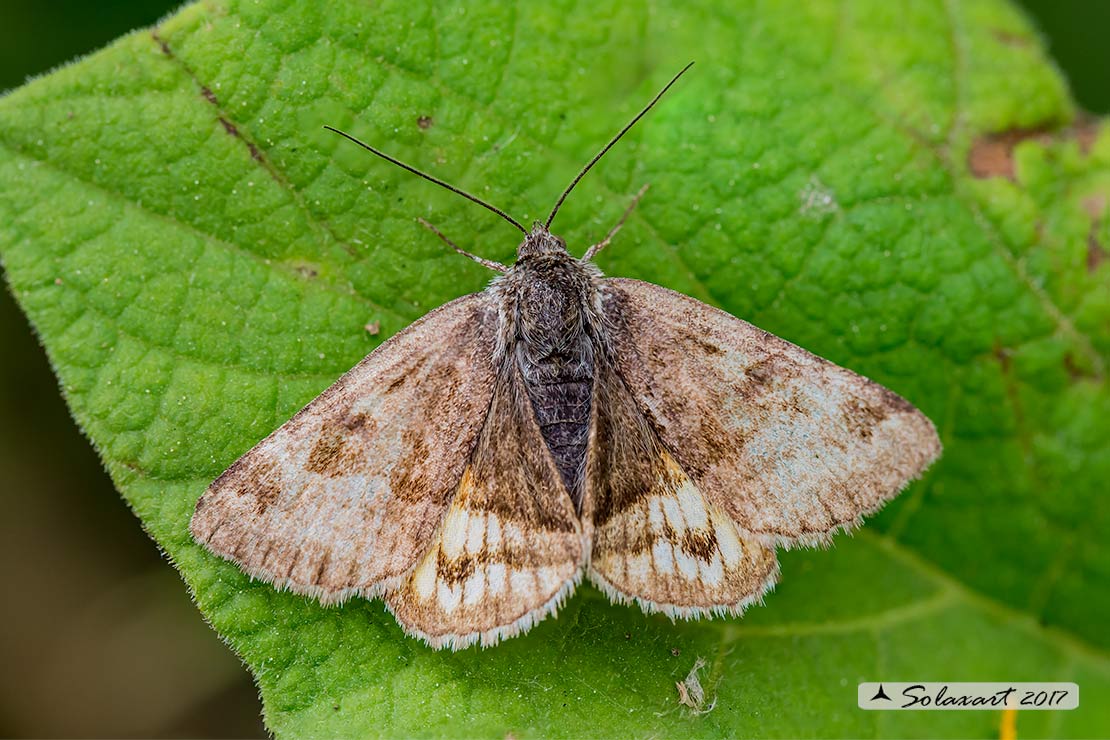 Euclidia glyphica - Burnet Companion Moth