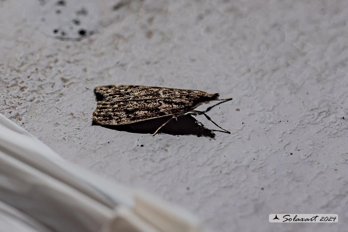 Eudonia mercurella