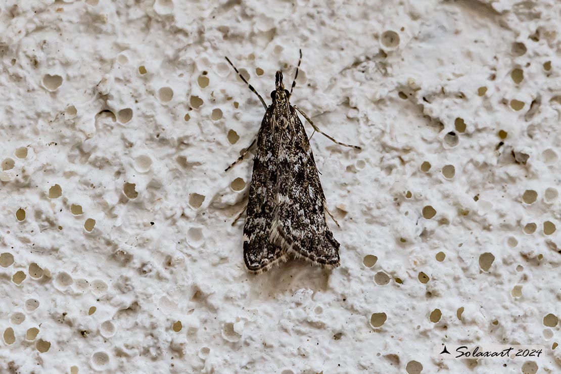 Eudonia murana