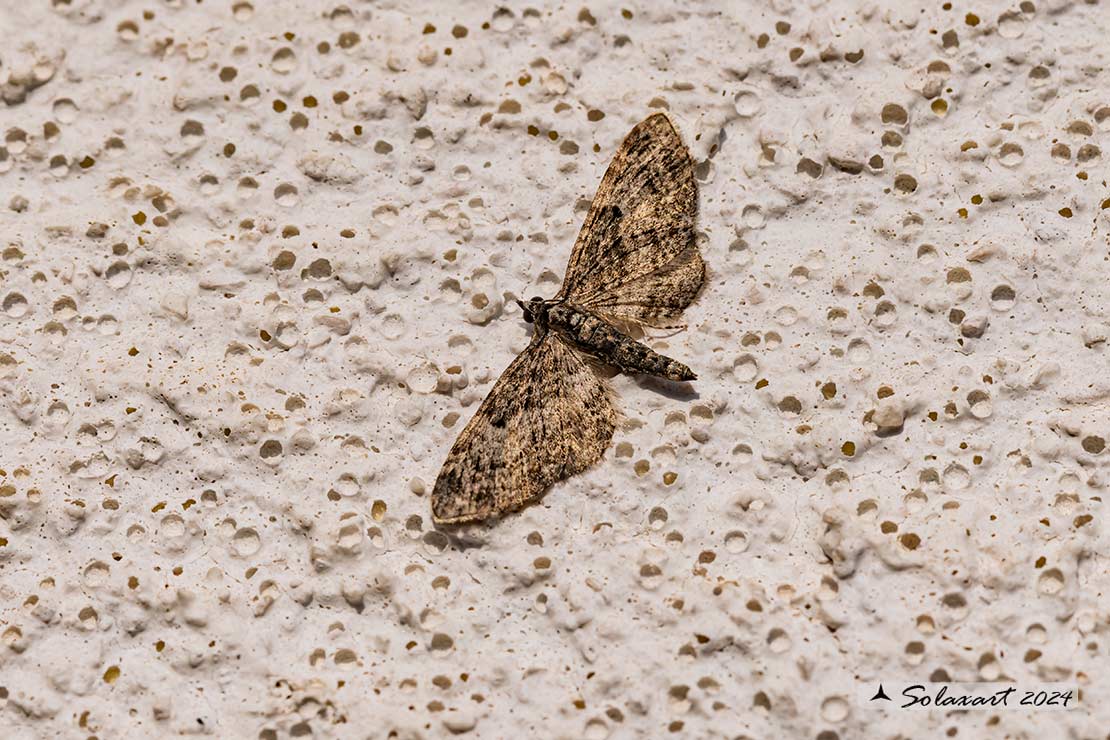 Eupithecia sp.