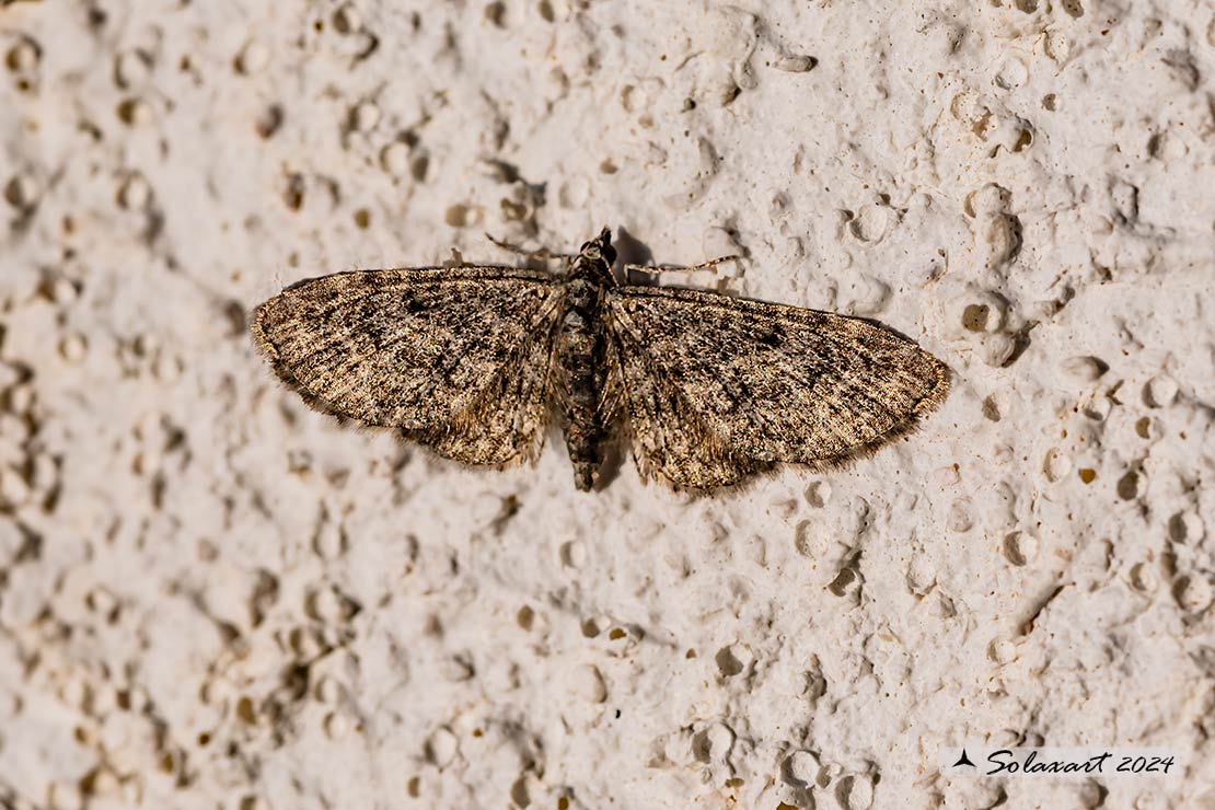 Eupithecia sp.