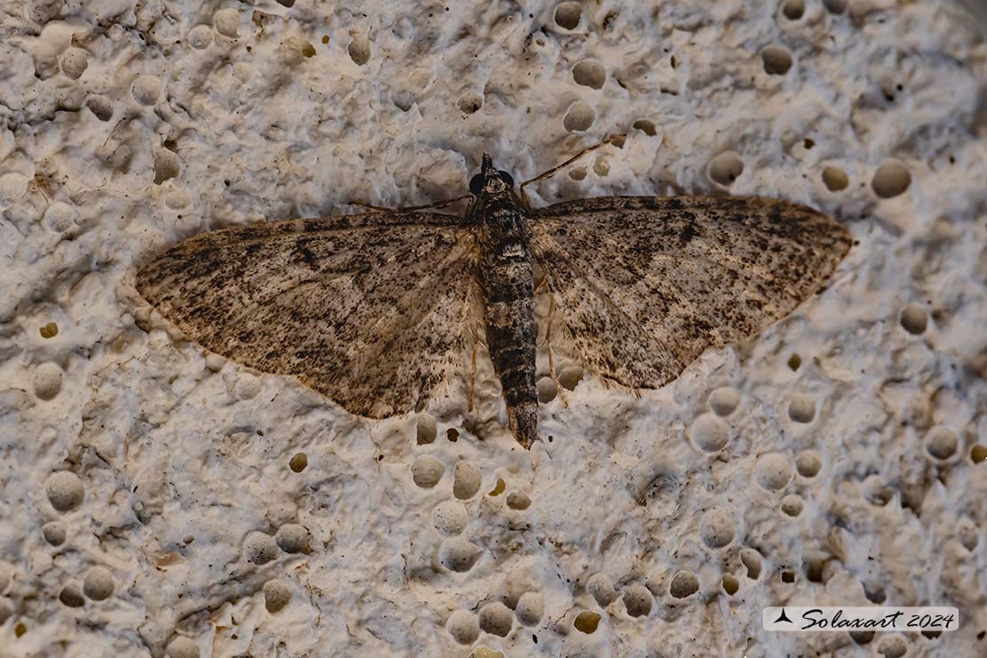 Eupithecia sp.