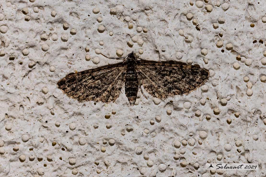 Eupithecia sp.