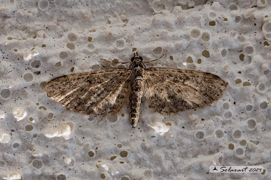 Eupithecia sp.