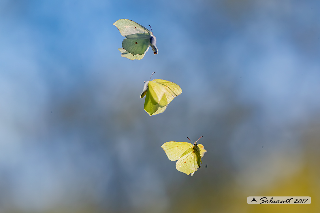 Gonepteryx rhamni  - Cedronella - Common Brimstone