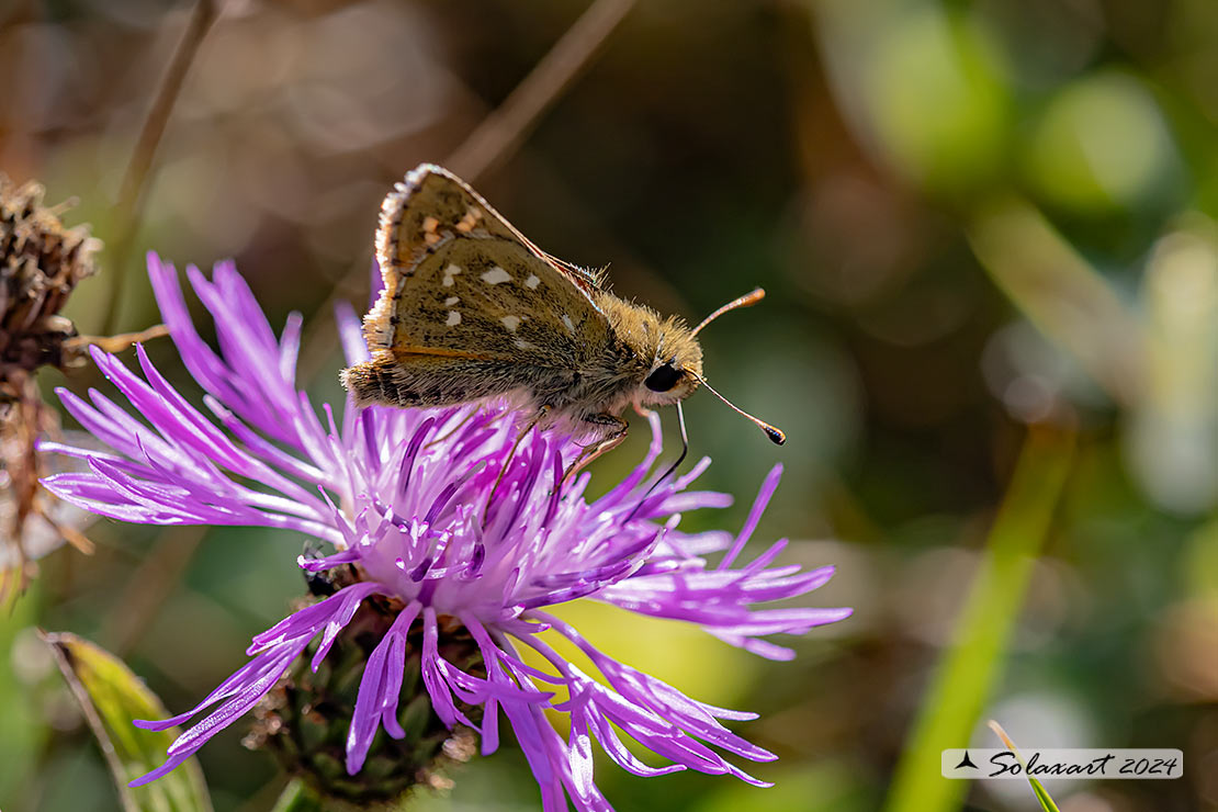 Hesperia comma