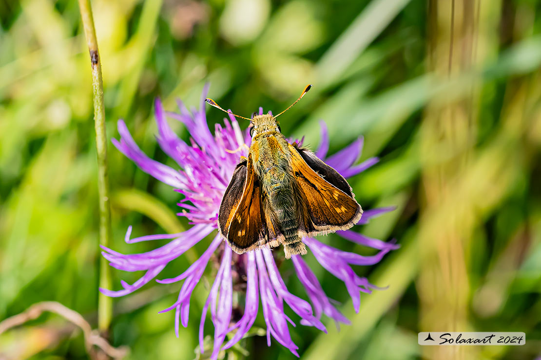 Hesperia comma