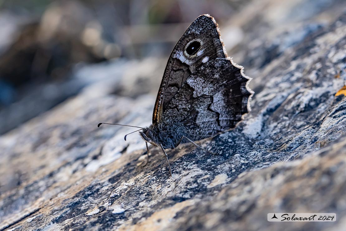 Ipparchia fatua (femmina)  -  Freyer's grayling  (female)