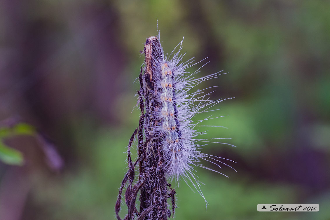 Hyphantria cunea - Ifantria americana - Fall webworm (bruco / caterpillar)