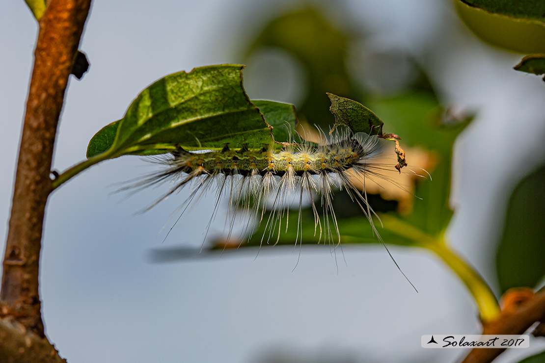 Hyphantria cunea - Ifantria americana - Fall webworm (bruco / caterpillar)