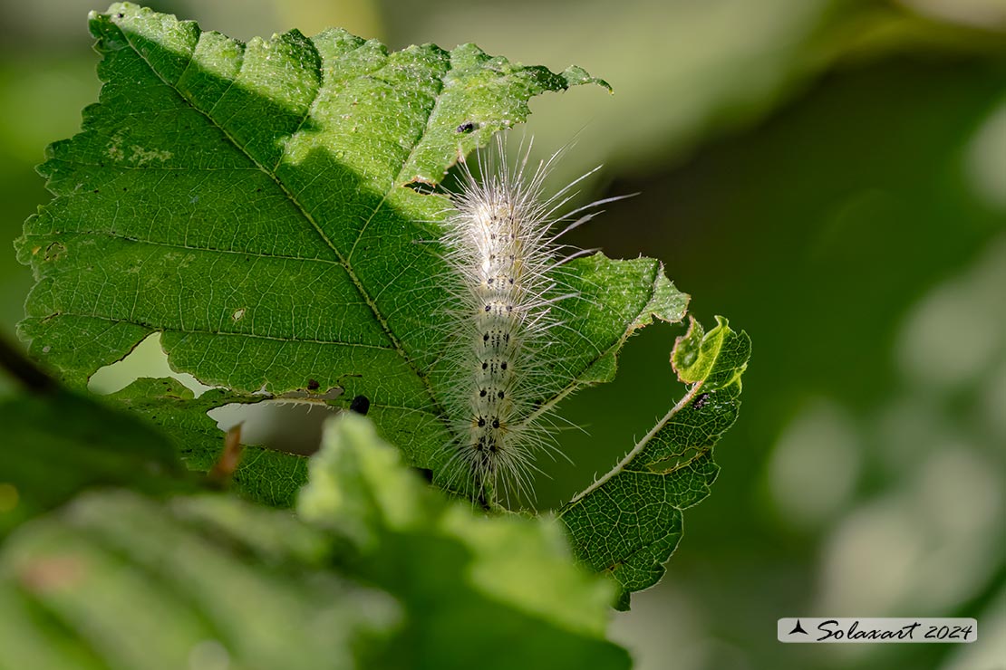 Hyphantria cunea - Ifantria americana - Fall webworm (bruco / caterpillar)