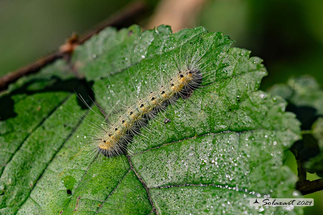 Hyphantria cunea - Ifantria americana - Fall webworm (bruco / caterpillar)