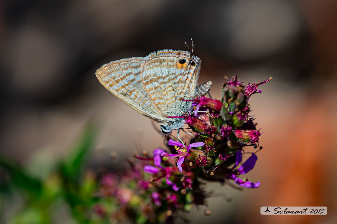 Lampides boeticus: Lampide; Peablue or long-tailed blue