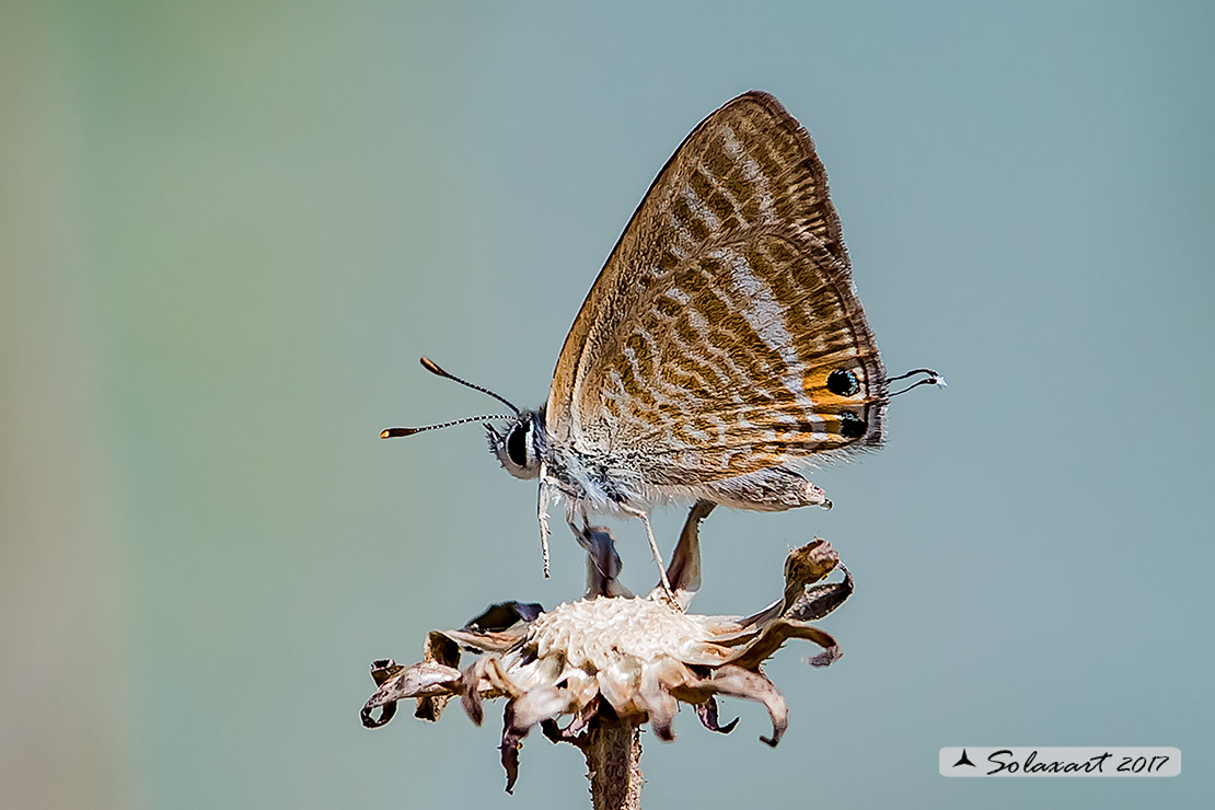 Lampides boeticus: Lampide; Peablue or long-tailed blue