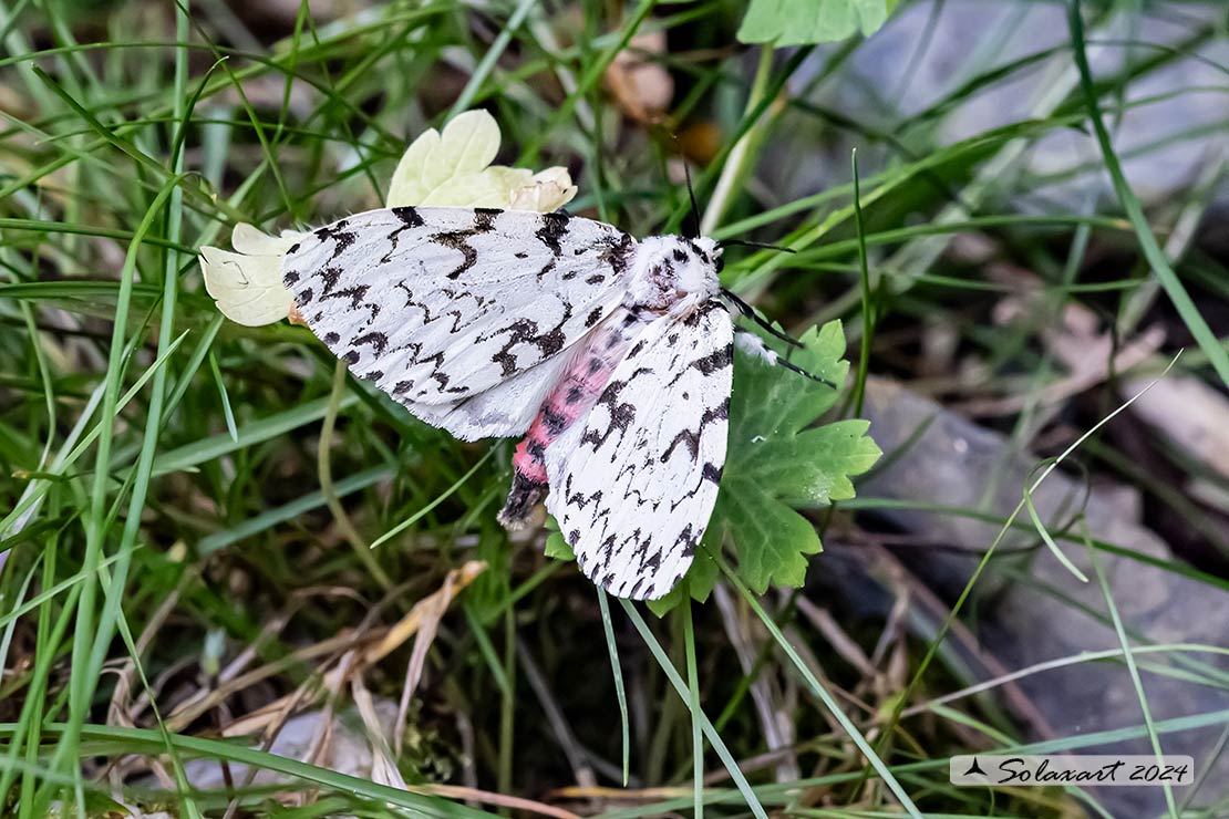 Lymantria monacha -  Nun moth