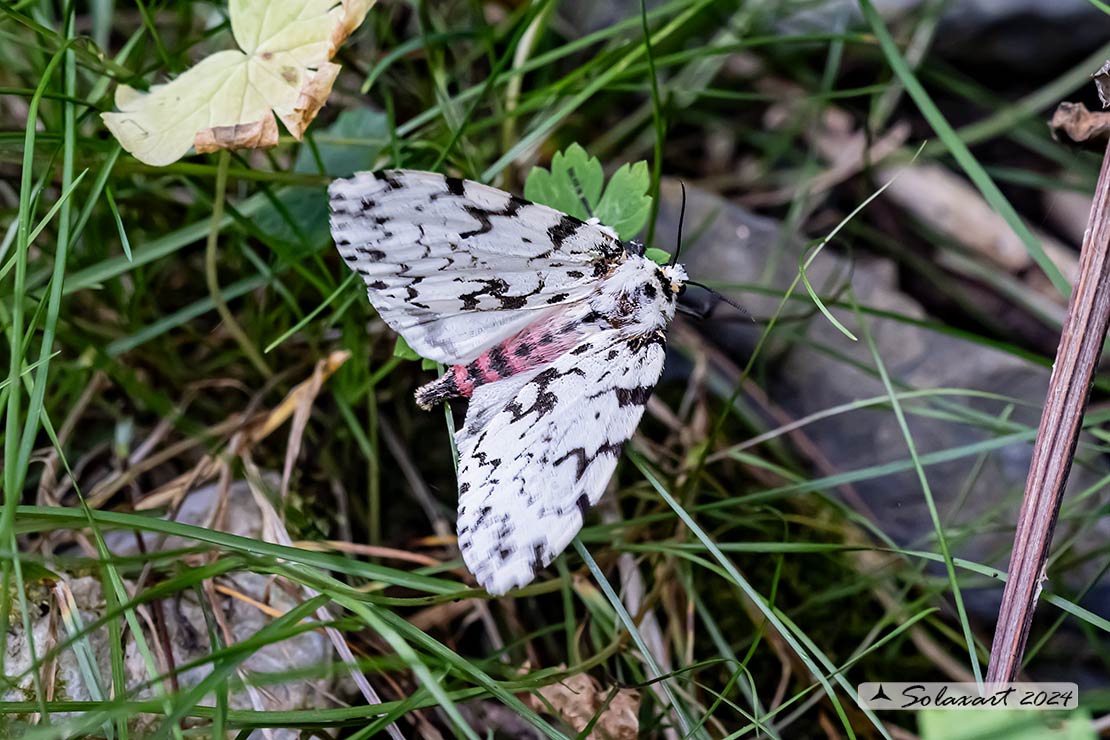 Lymantria monacha -  Nun moth