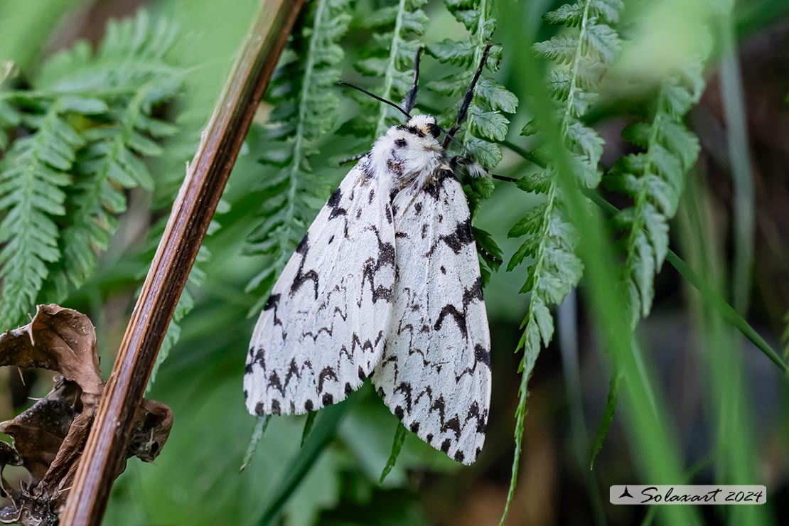 Lymantria monacha -  Nun moth