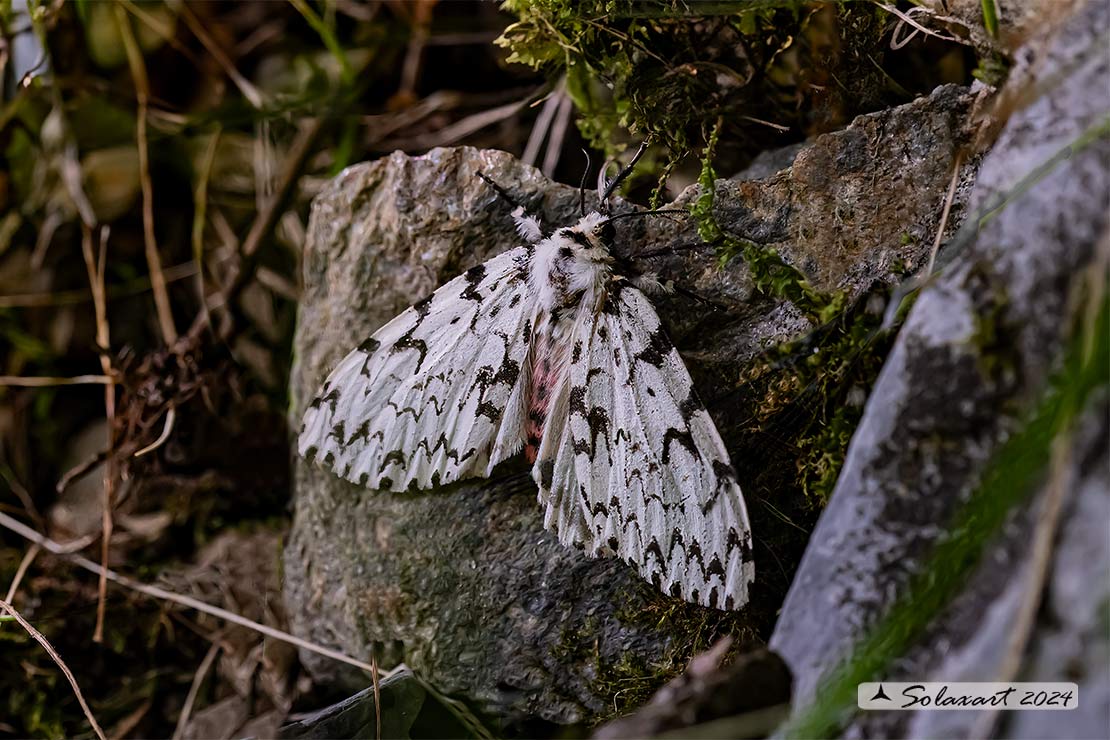 Lymantria monacha -  Nun moth