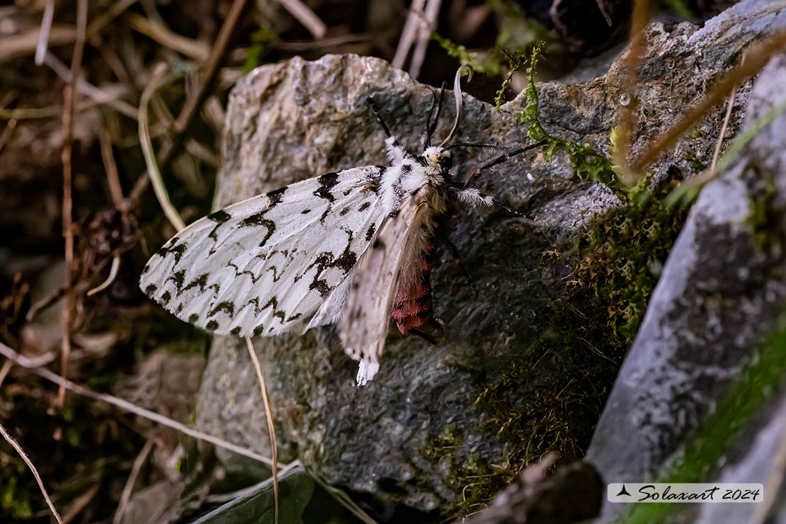 Lymantria monacha -  Nun moth