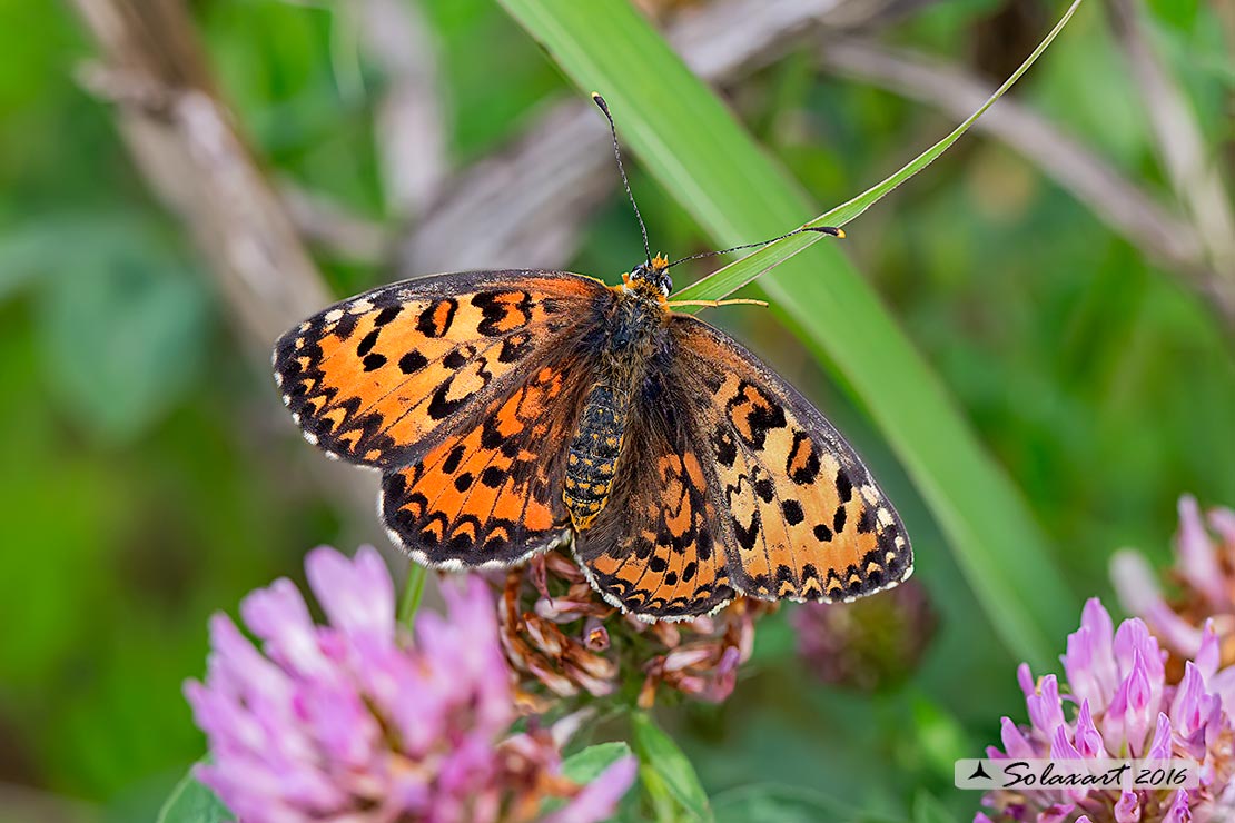 Melitaea trivia