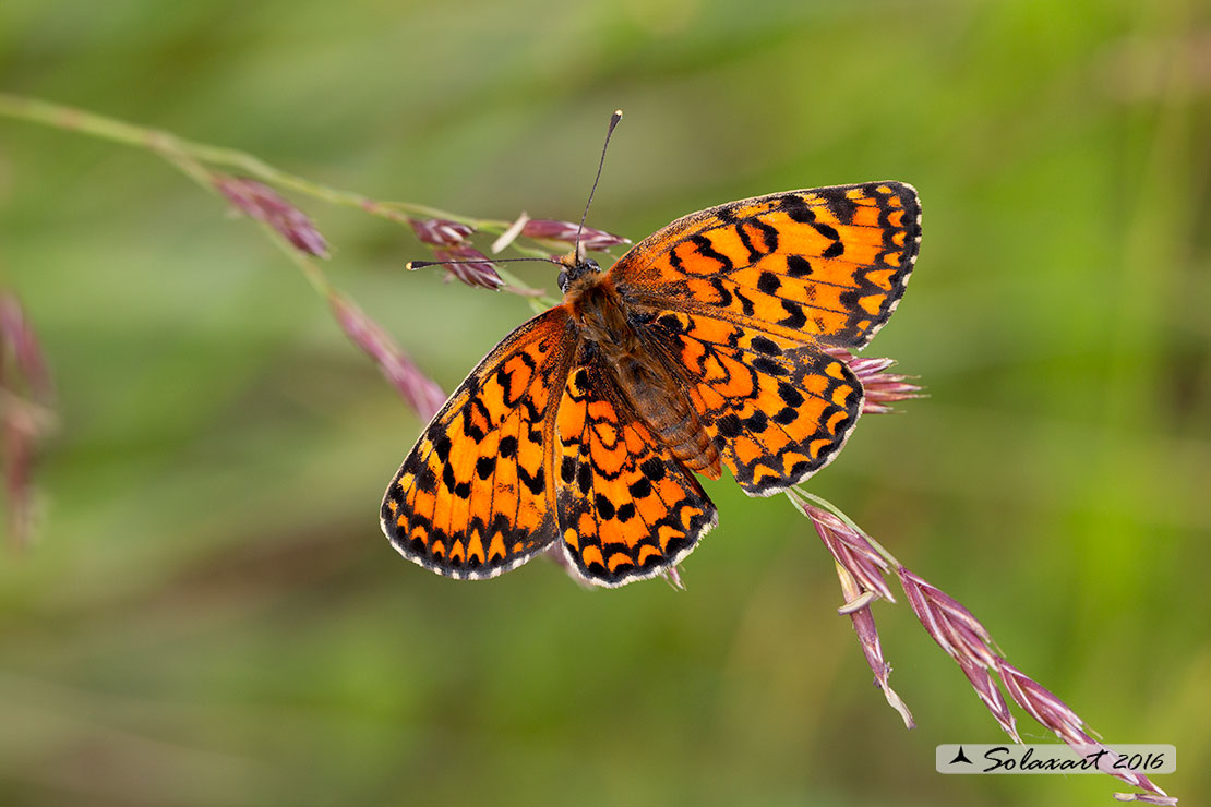 Melitaea trivia