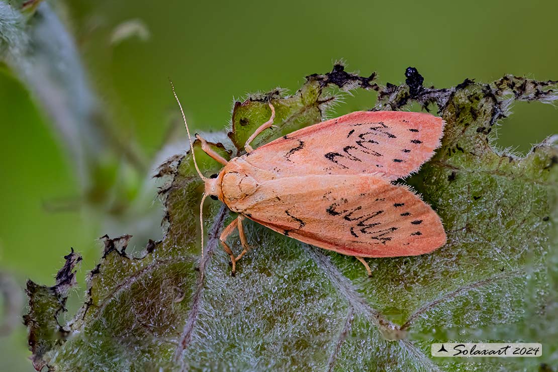 Miltochrista miniata -  Rosy footman