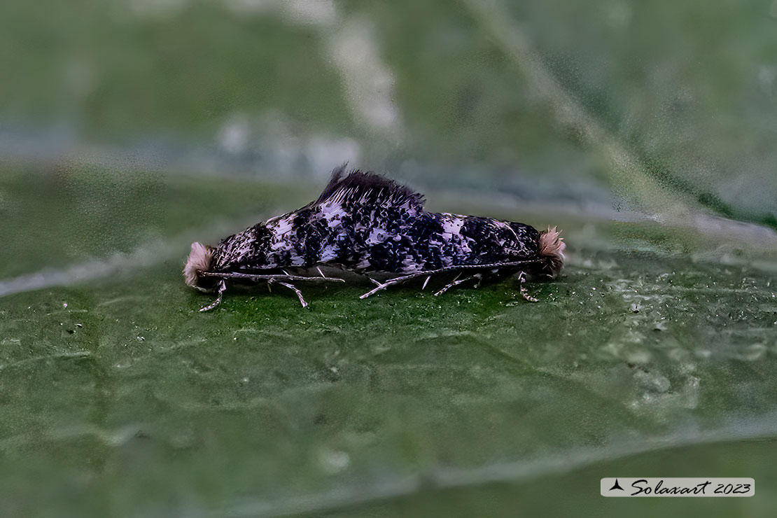 Pyrausta aurata; Mint moth