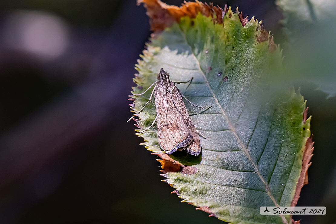 Nomophila noctuella