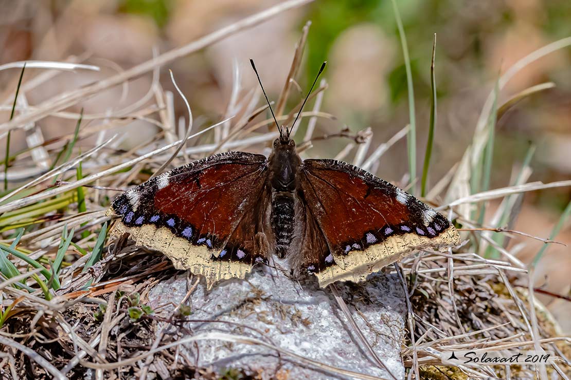 Nymphalis antiopa - Vanessa antiopa - Mourning cloak or Camberwell Beauty