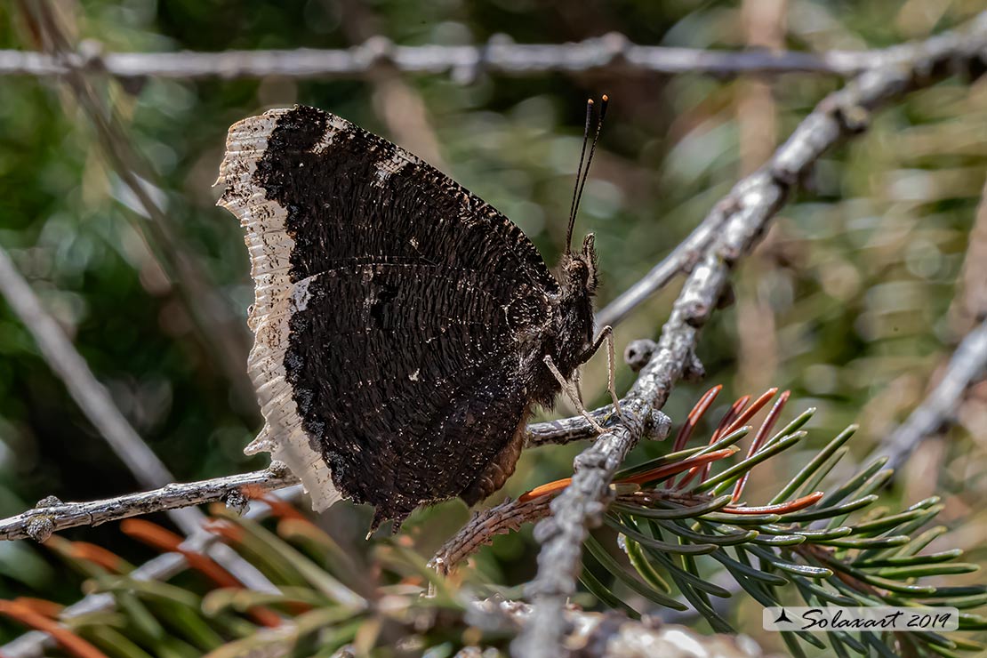 Nymphalis antiopa - Vanessa antiopa - Mourning cloak or Camberwell Beauty