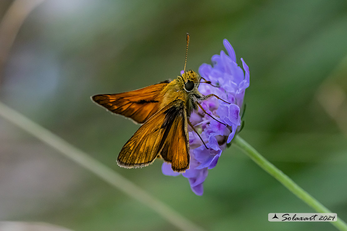 Ochlodes silvanus - Silvano - Large Skipper