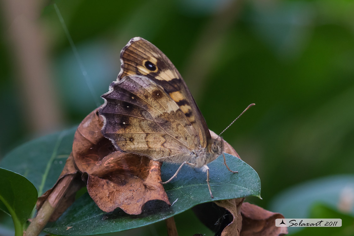 Pararge aegeria  - Egeria - Speckled Wood