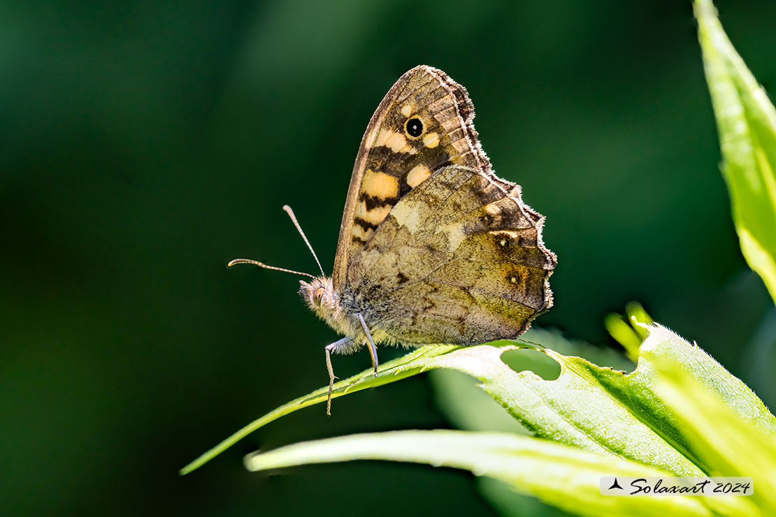 Pararge aegeria  - Egeria - Speckled Wood