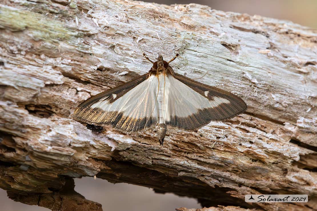 Cydalima perspectalis - Piralide del bosso