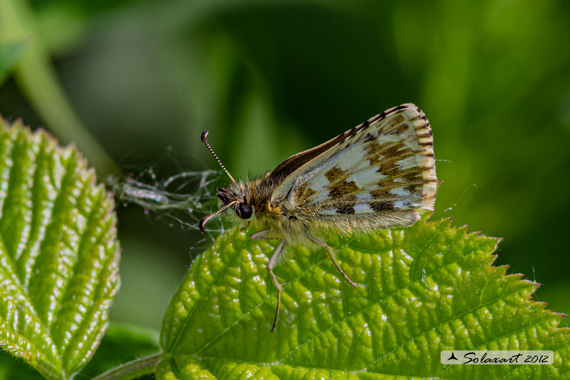 Pyrgus alveus: Pirgo maggiore; Large Grizzled Skipper