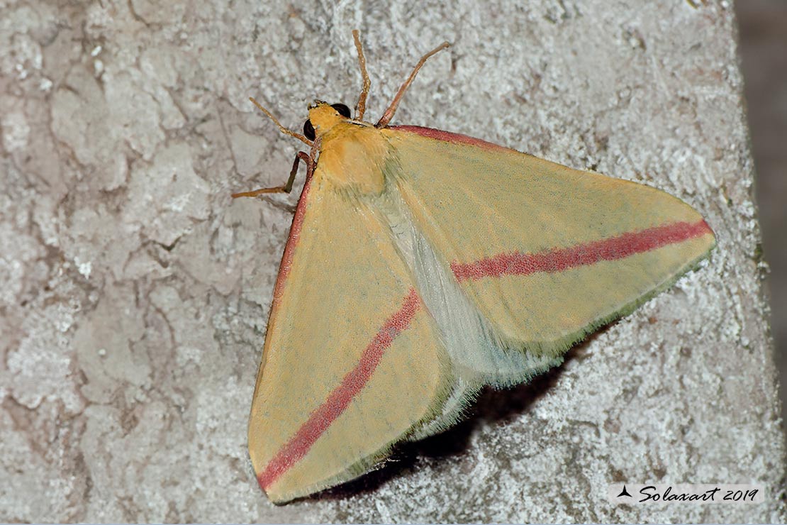 Rhodometra sacraria:  Vestal