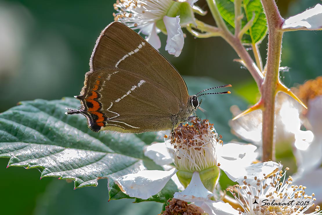 Satyrium w-album - Tecla w-bianco  - White-letter Hairstreak