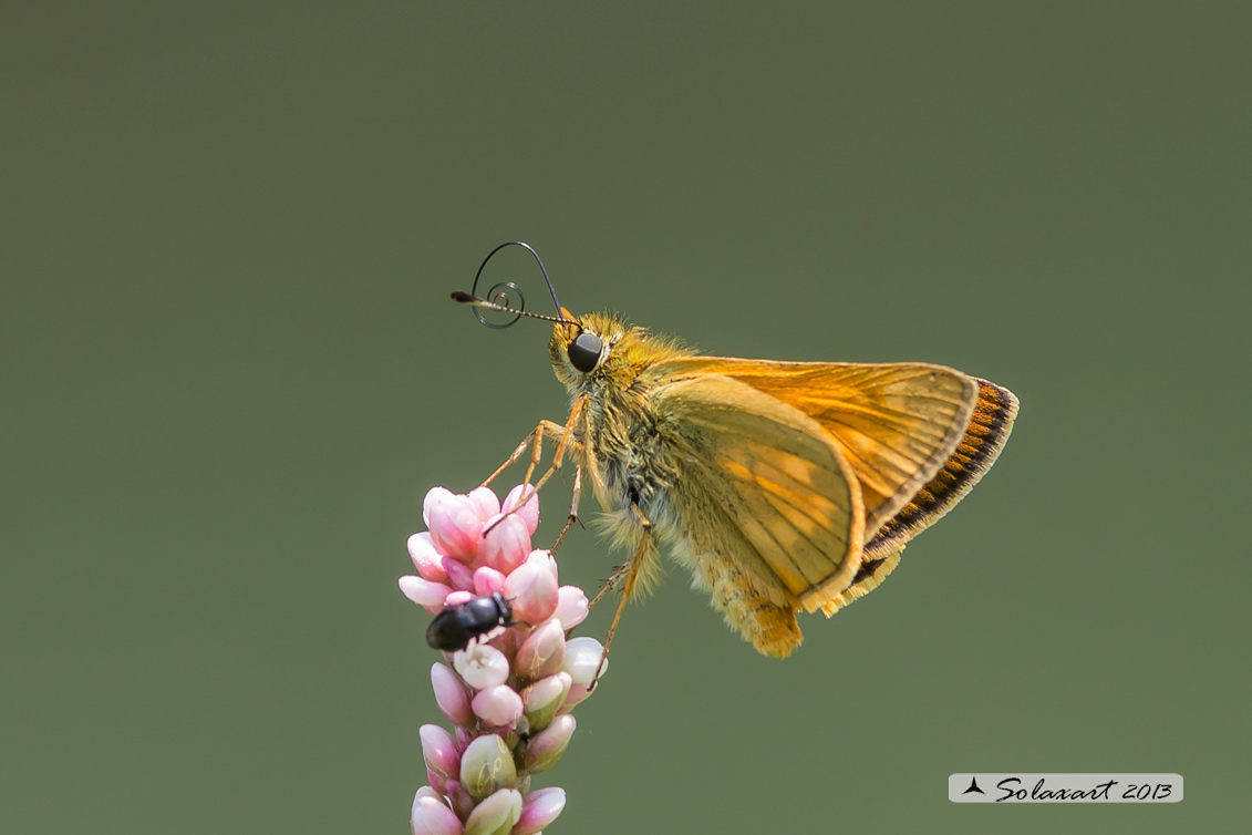 Thymelicus sylvestris - Atteone lineato maggiore - Small Skipper