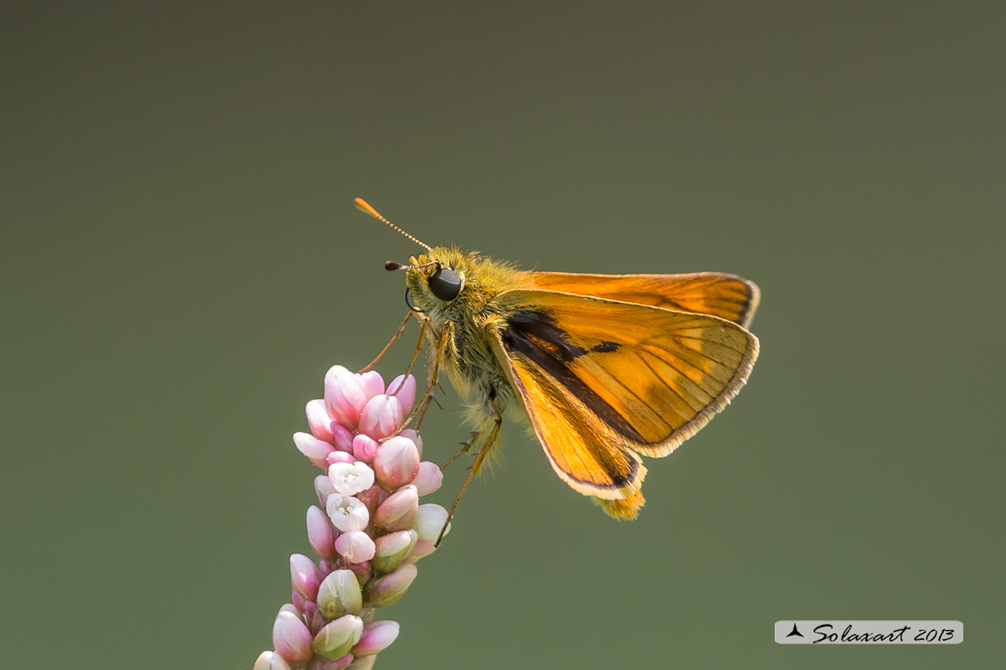 Thymelicus sylvestris - Atteone lineato maggiore - Small Skipper