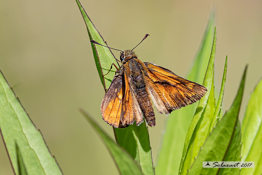 Thymelicus sylvestris - Atteone lineato maggiore - Small Skipper