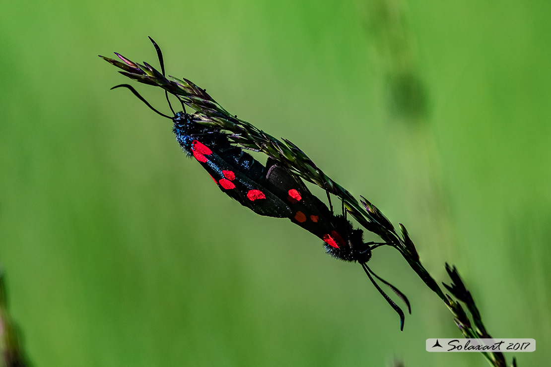 Zygaena filipendulae