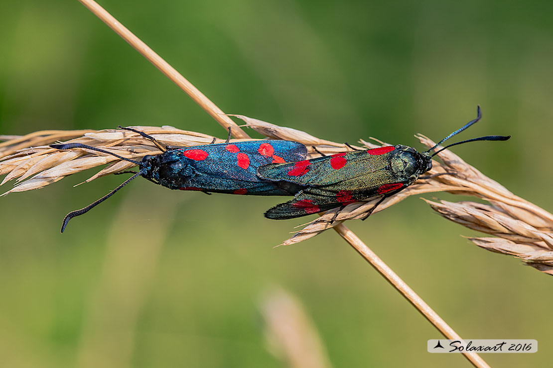 Zygaena filipendulae