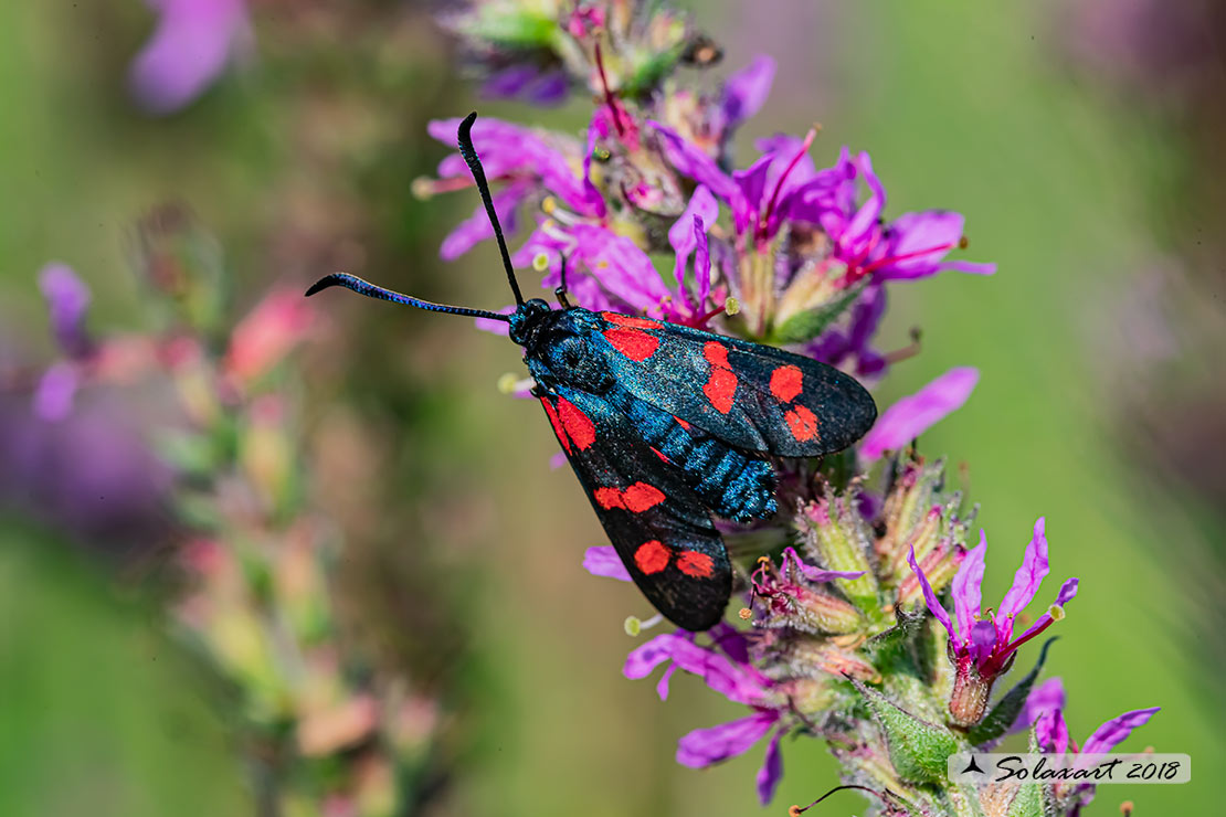 Zygaena filipendulae 