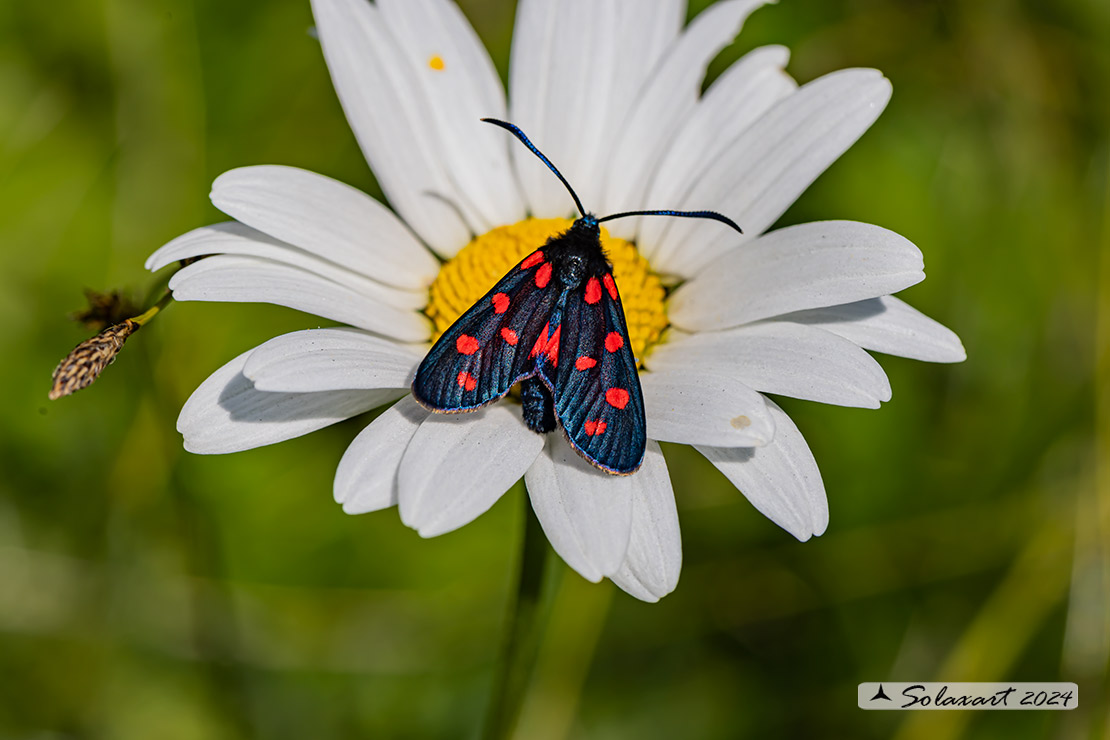 Zygaena transalpina